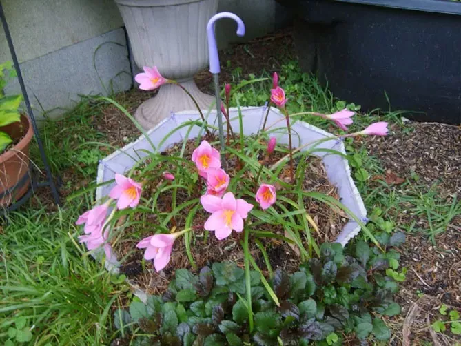 Зефірантес (лат. Zephyranthes)