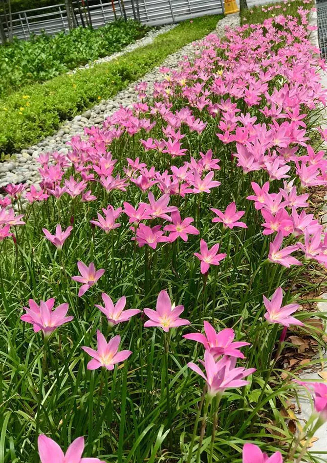 Зефірантес (лат. Zephyranthes)