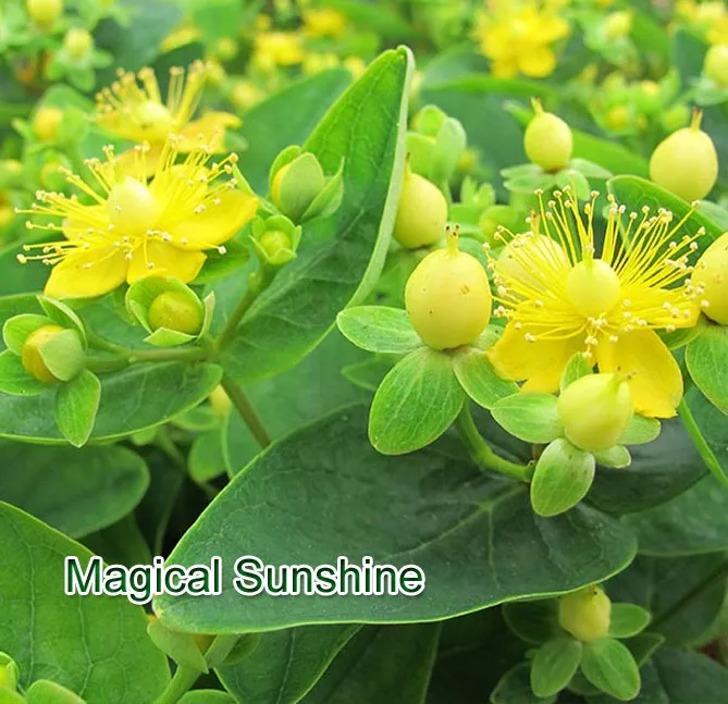 "Меджікал саншайн" Magical Sunshine