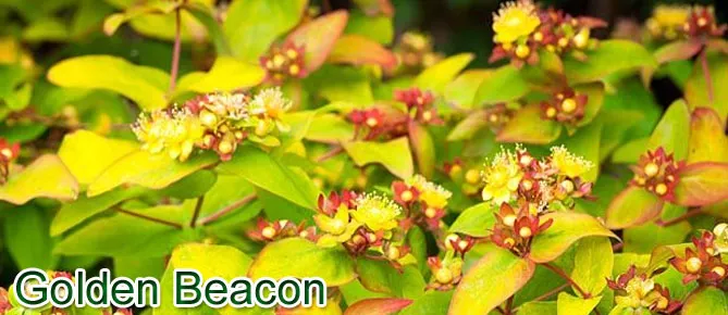 звіробій "Голден бекон" Golden Beacon