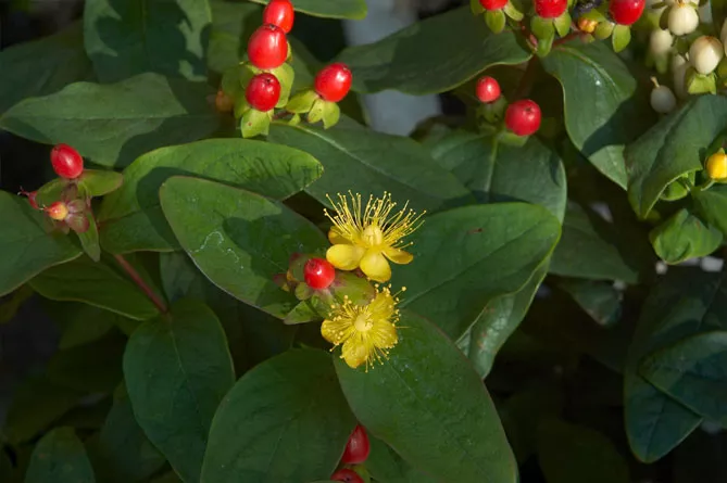 Звіробій "Меджикал Пассіон" (Magical Passion)
