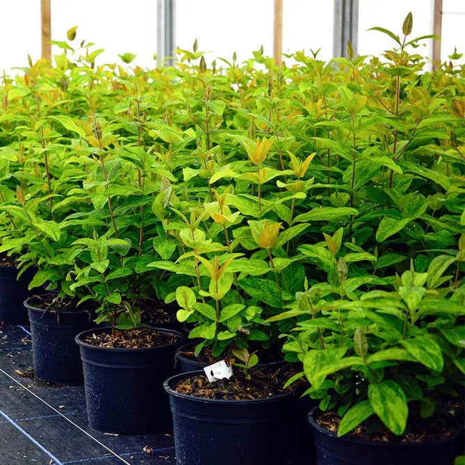  звіробій "Голден бекон"