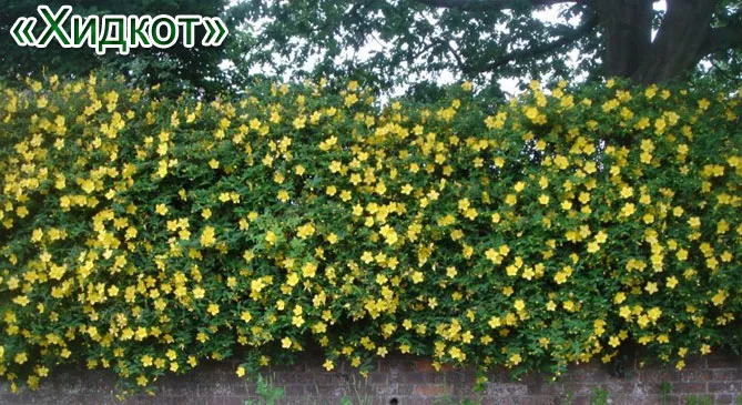 звіробій "Хідкот"