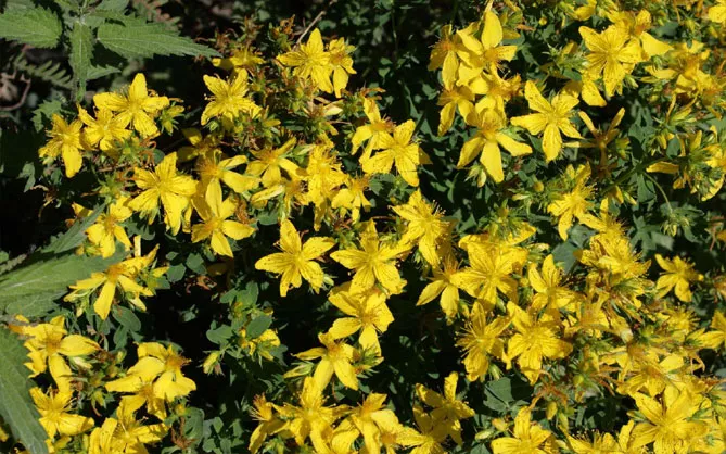 звіробій непахнучий (Hypericum inodorum)