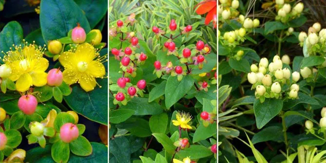 "Меджикал Б'юті" (Magical Beauty), "Меджик Маблес Ред" (Magic Marbles Red), "Меджик Маблес Іворі" (Magic Marbles Ivory)