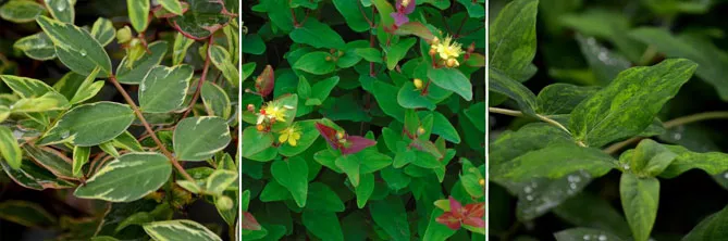 звіробій Hypericum moserianum 'Tricolor', Hypericum inodorum 'Rheingold', Hypericum 'Golden Beacon'