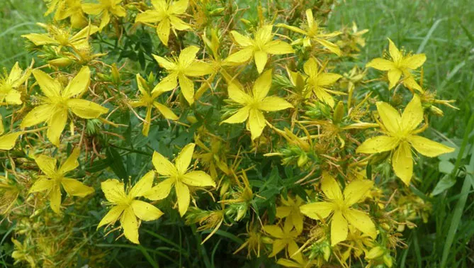 Квітки звіробою