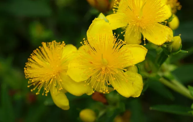 Квітки звіробою