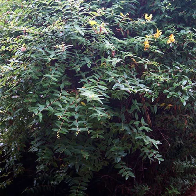 Звіробій чашечковидний (лат. Hypericum calycinum) 