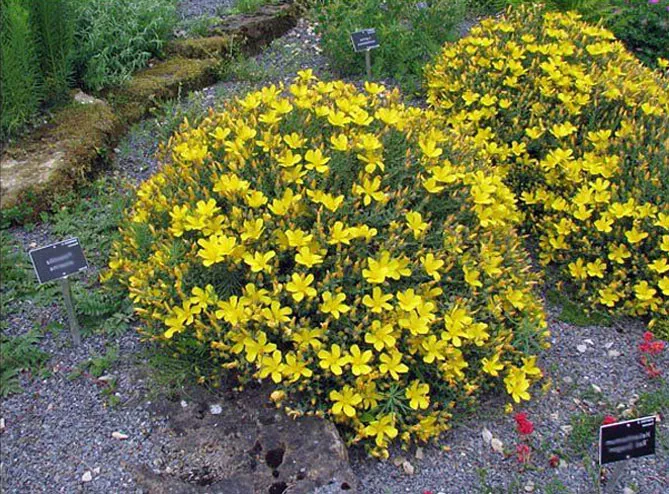 Звіробій олімпійський (лат. Hypericum olympicum)