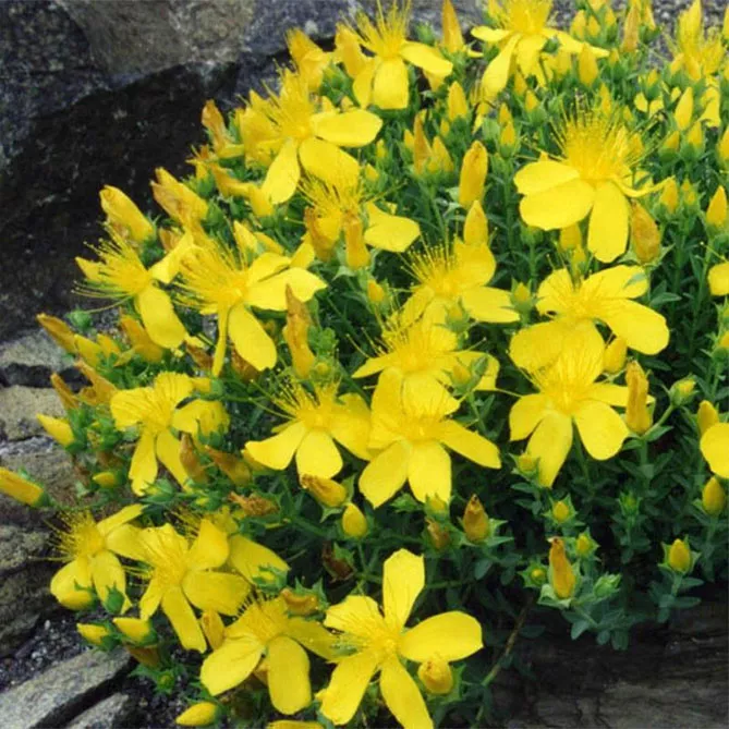 Звіробій олімпійський (лат. Hypericum olympicum)