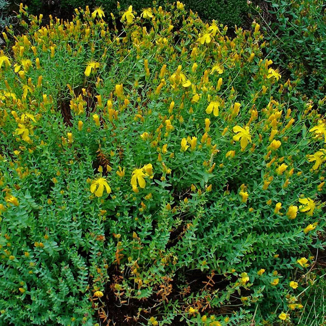 Звіробій олімпійський (лат. Hypericum olympicum)