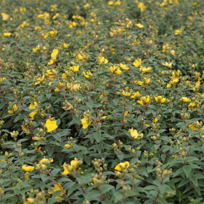Звіробій чашковий "Хідкот" (Hypericum 'Hidcote')