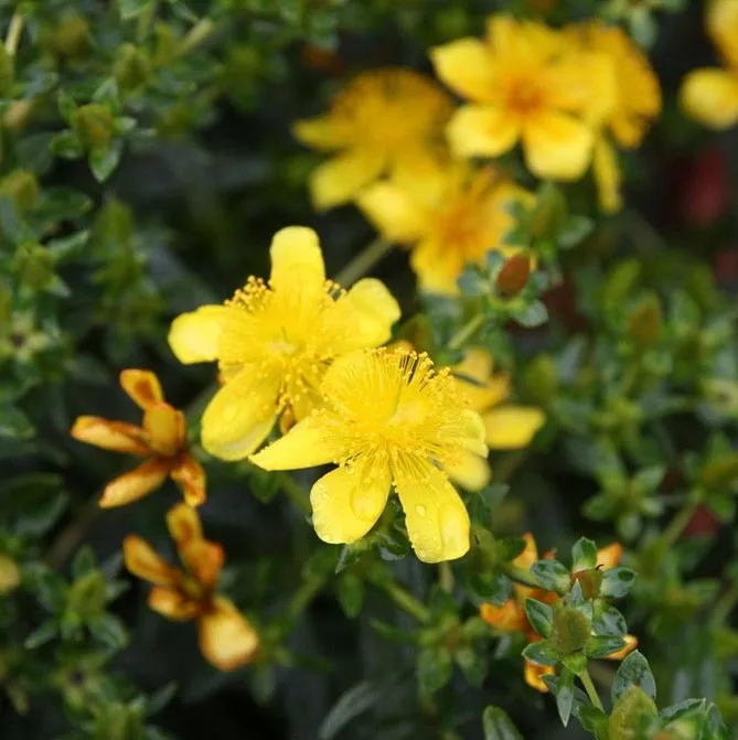  звіробій Кальмана "Гемо" (Hypericum kalmianum Gemo) 