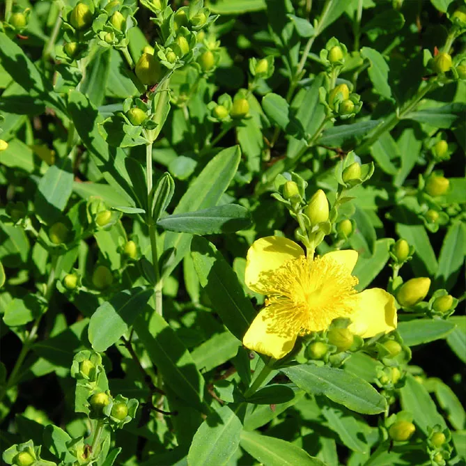  звіробій Кальмана "Гемо" (Hypericum kalmianum Gemo) 
