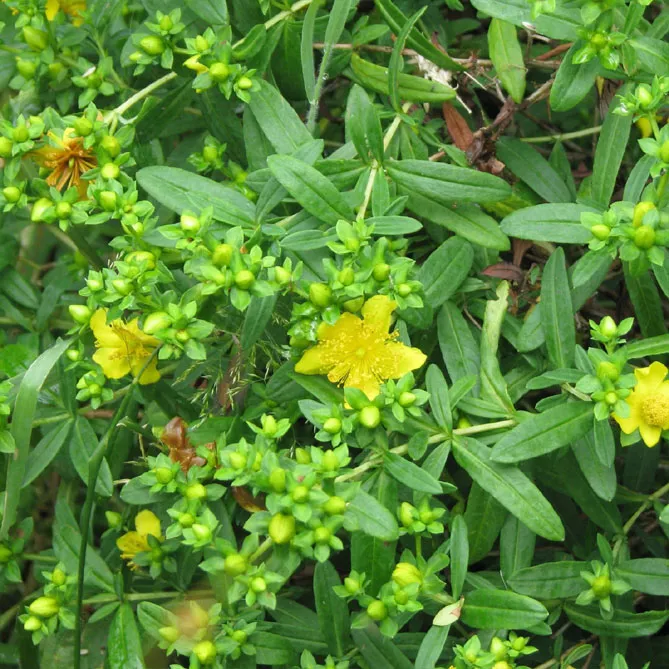  звіробій Кальмана "Гемо" (Hypericum kalmianum Gemo) 