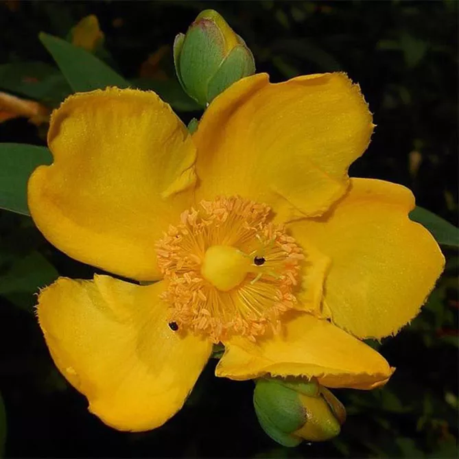 Звіробій Мозера (Hypericum moserianum)