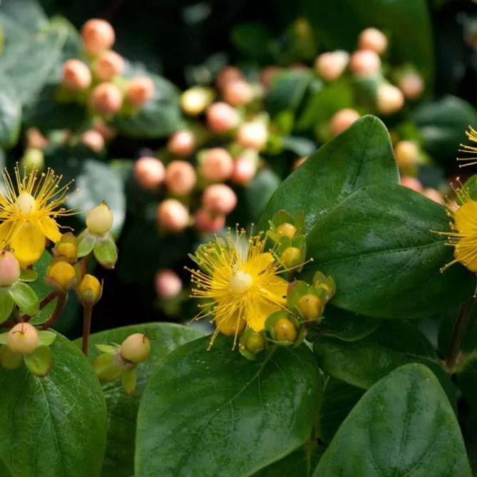 Звіробій  "Меджикал Б'юті"