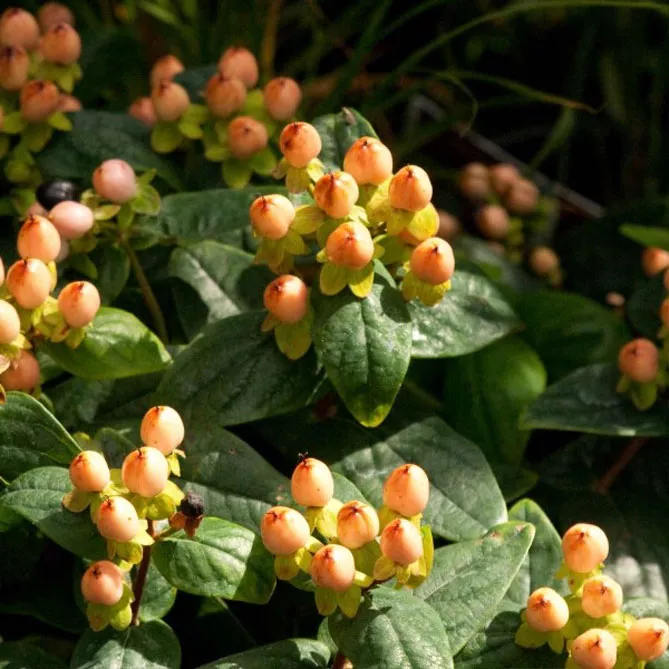 Звіробій  "Меджикал Б'юті"