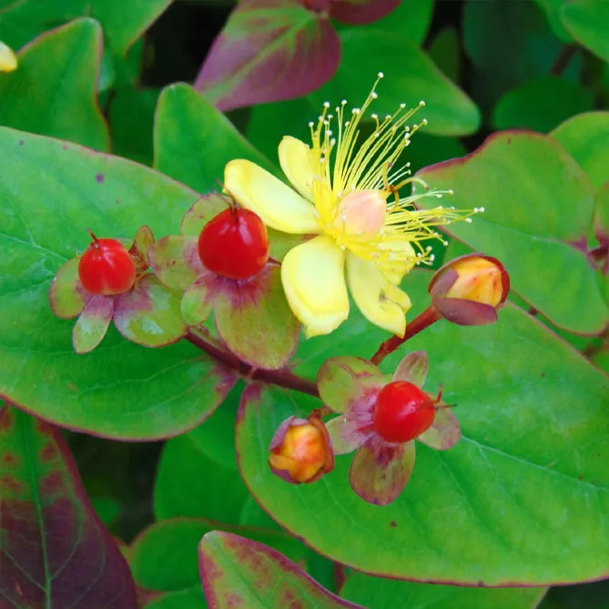Звіробій "Рейнгольд" (Hypericum inodorum Rheingold)