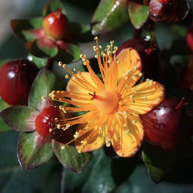 Звіробій "Меджикал Юніверс" або "Чарівний всесвіт" (Hypericum inodorum Magical Universe)