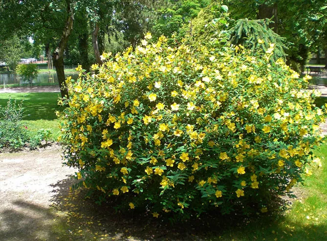 Звіробій у саду