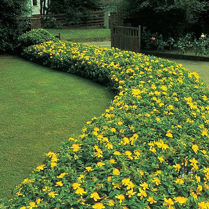 Звіробій у саду