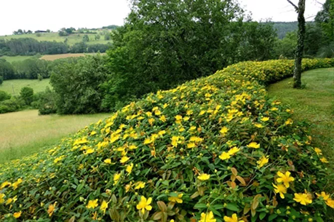 Звіробій у саду