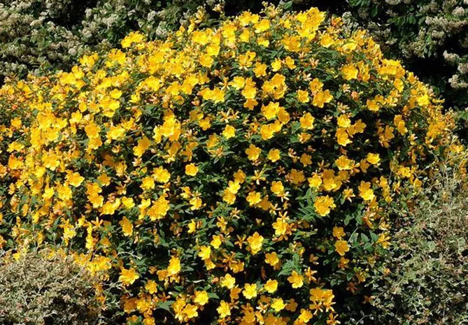 Звіробій у саду