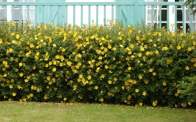 Звіробій у саду