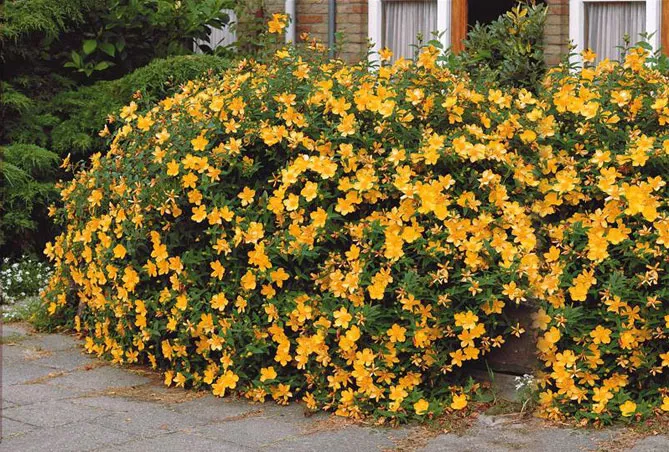 Звіробій у саду