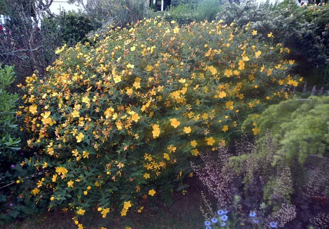 Звіробій у саду