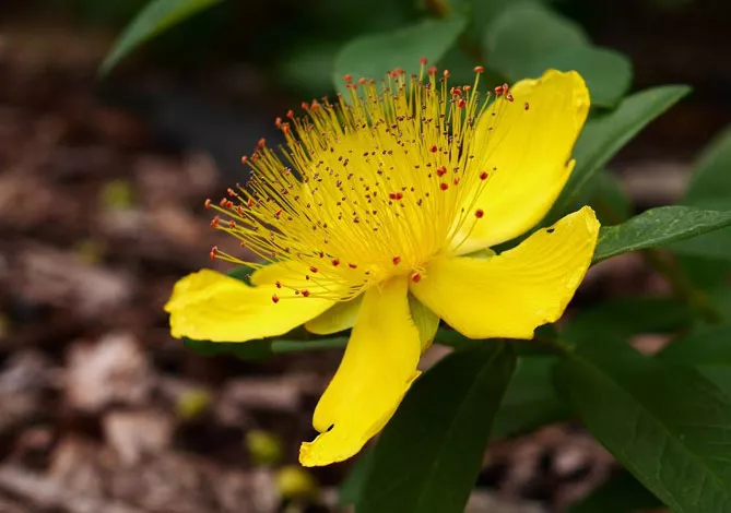  звіробій непахнучий (Hypericum inodorum) 