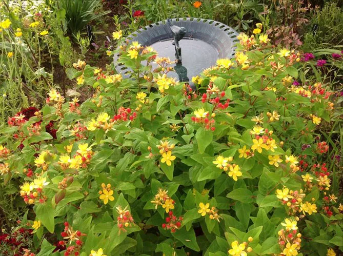 Звіробій у саду