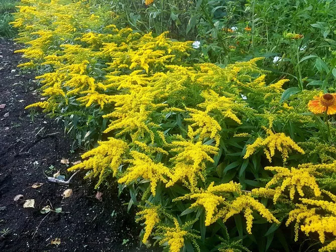 Золотарник або Солідаго (лат. Solidаgo)