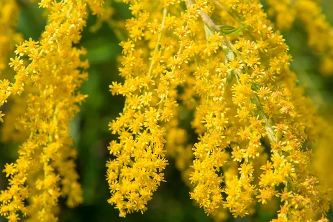 Золотарник або Солідаго (лат. Solidаgo)