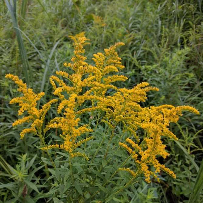 Золотарник або Солідаго (лат. Solidаgo)