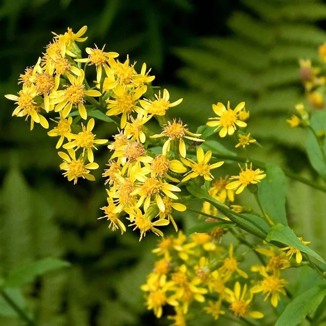 Золотарник або Солідаго (лат. Solidаgo)