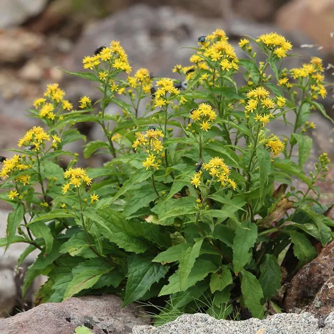 Золотарник або Солідаго (лат. Solidаgo)