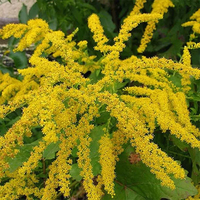 Золотарник або Солідаго (лат. Solidаgo)