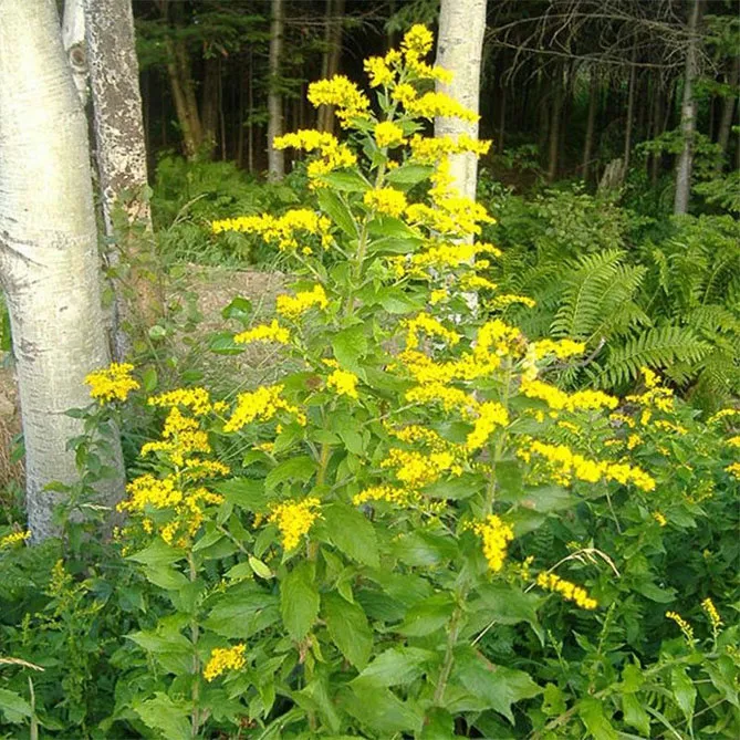 Золотарник або Солідаго (лат. Solidаgo)