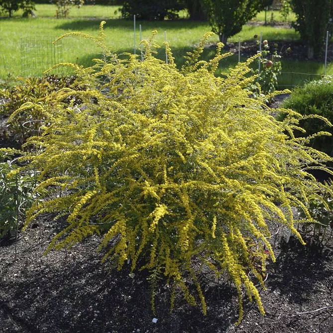 Золотарник або Солідаго (лат. Solidаgo)