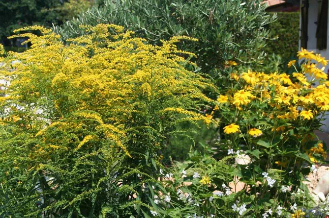 Золотарник або Солідаго (лат. Solidаgo)