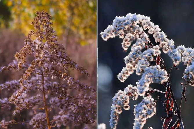 Золотарник або Солідаго (лат. Solidаgo)