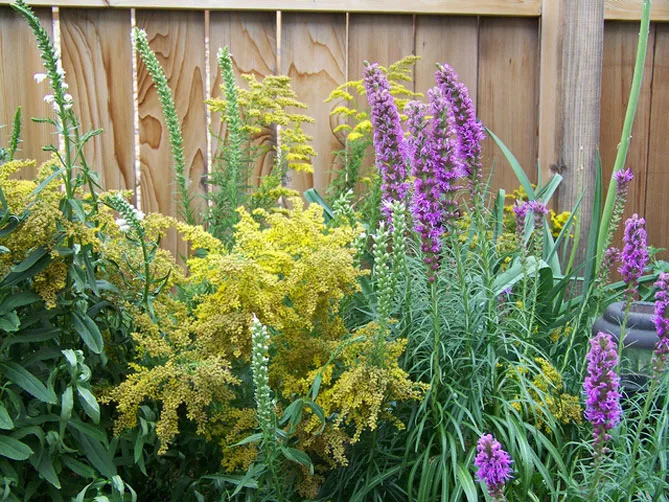 Золотарник або Солідаго (лат. Solidаgo)