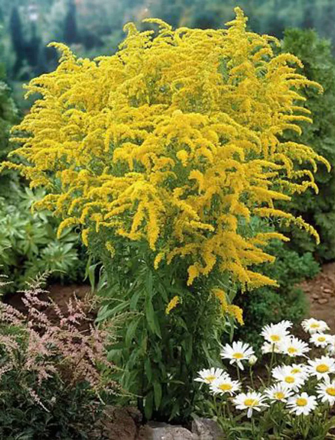 Золотарник або Солідаго (лат. Solidаgo)