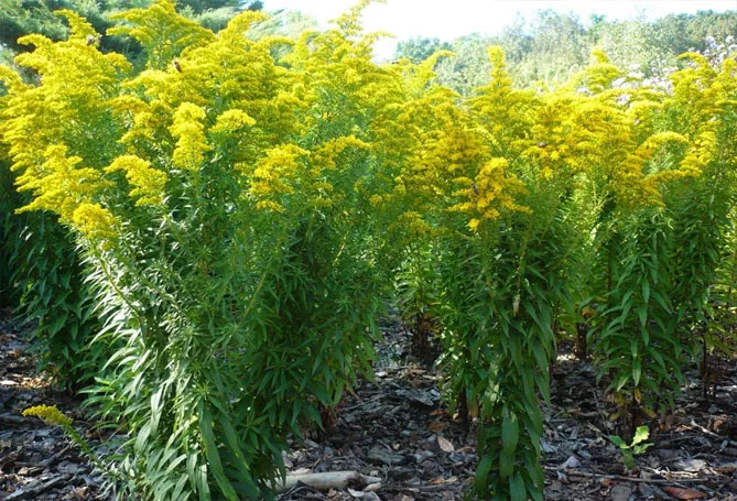 Золотарник або Солідаго (лат. Solidаgo)