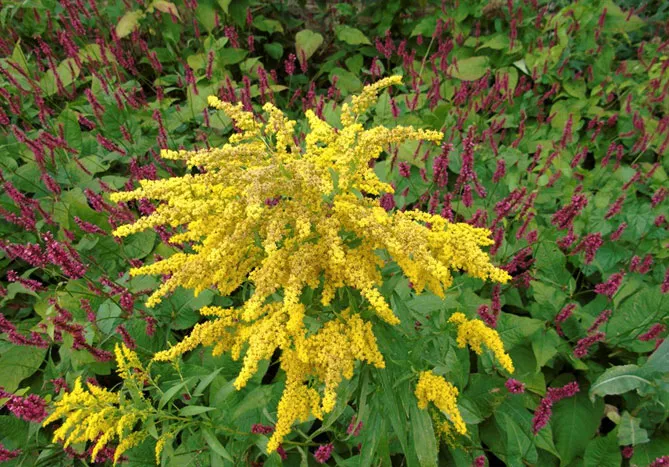 Золотарник або Солідаго (лат. Solidаgo)