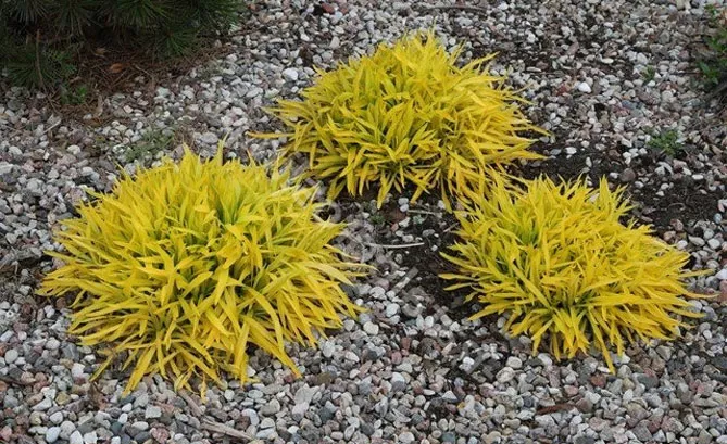 Золотарник або Солідаго (лат. Solidаgo)