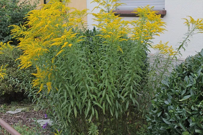 Золотарник або Солідаго (лат. Solidаgo)